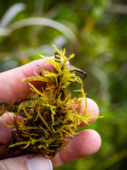 Helodium paludosum