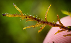 Helodium paludosum