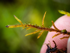 Helodium paludosum