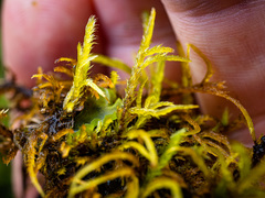 Helodium paludosum