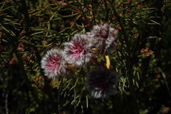 Serruria phylicoides