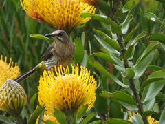 Leucospermum