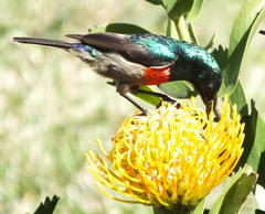 Leucospermum