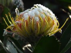 Leucospermum
