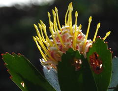 Leucospermum