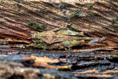 Lamellitettigodes contractus