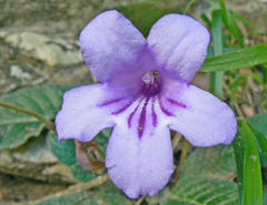 Streptocarpus primulifolius