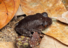 Leptobrachium hendricksoni