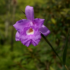 Sobralia macrantha