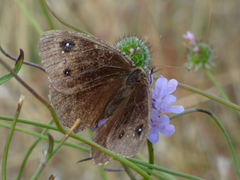 Satyrus actaea