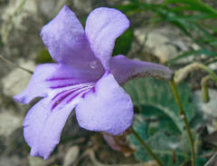 Streptocarpus primulifolius