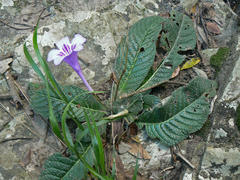 Streptocarpus primulifolius