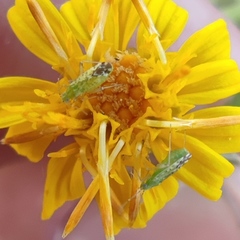 Macrotylus atricapillus