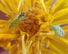 Macrotylus atricapillus