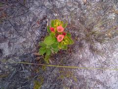 Lobostemon sanguineus