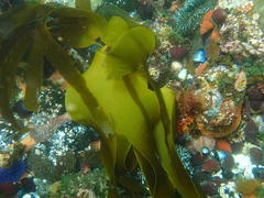 Laminaria pallida
