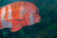 Chrysoblephus gibbiceps