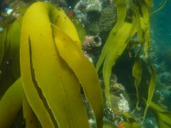 Laminaria pallida