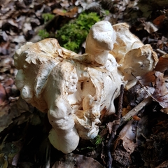 Hypomyces cervinigenus
