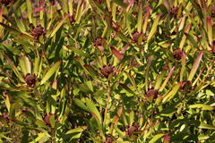 Leucadendron microcephalum