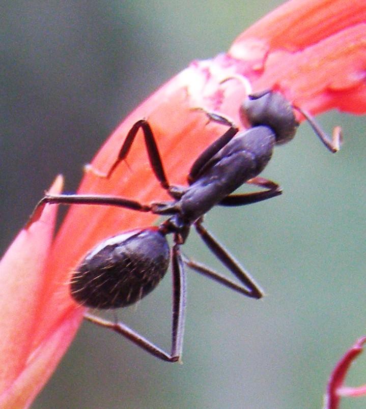 Camponotus petersii petersii