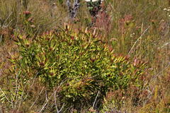 Leucadendron microcephalum