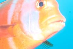 Chrysoblephus gibbiceps