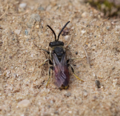 Sphecodes albilabris