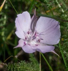 Calochortus umbellatus