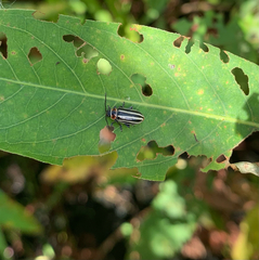 Disonycha pensylvanica