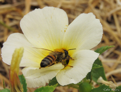 Apis mellifera
