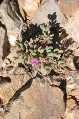 Ruschia amicorum