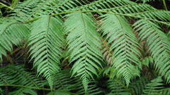 Cyathea capensis