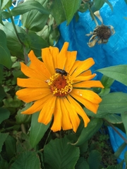 Melissodes bimaculatus