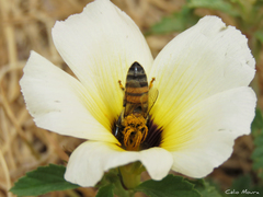 Apis mellifera