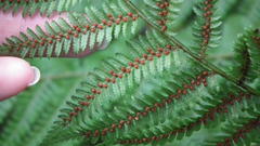Cyathea capensis