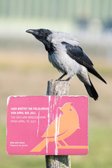Corvus cornix