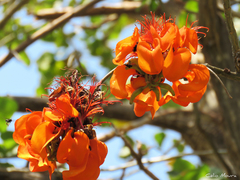 Erythrina velutina