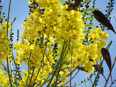 Schizolobium parahyba