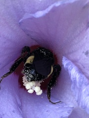 Bombus pensylvanicus