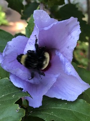 Bombus pensylvanicus