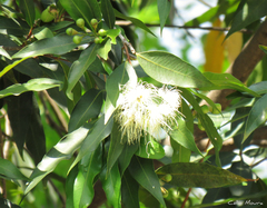 Syzygium jambos