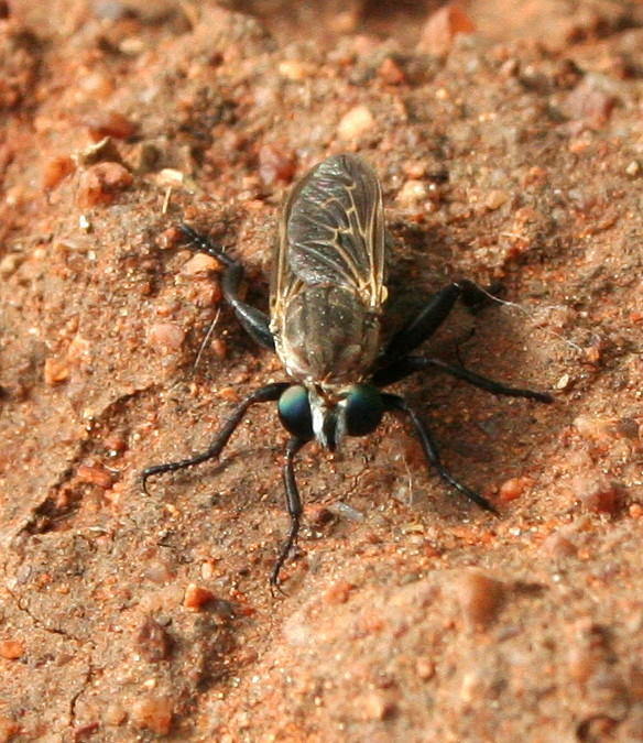 Anypodetus