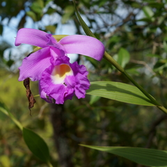 Sobralia macrantha