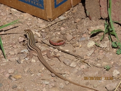 Aspidoscelis uniparens