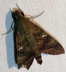 Nephele comma