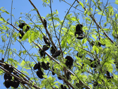 Enterolobium timbouva