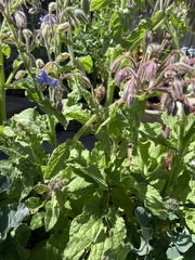 Borago