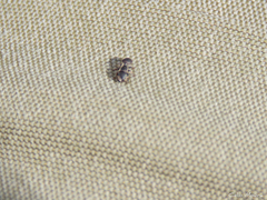 Cephalotes maculatus