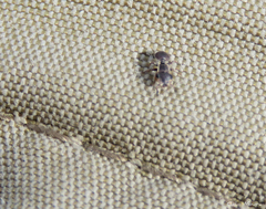 Cephalotes maculatus